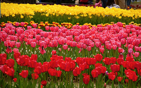 Klitschko, o no, k, Tulipa, natura, flor, primavera