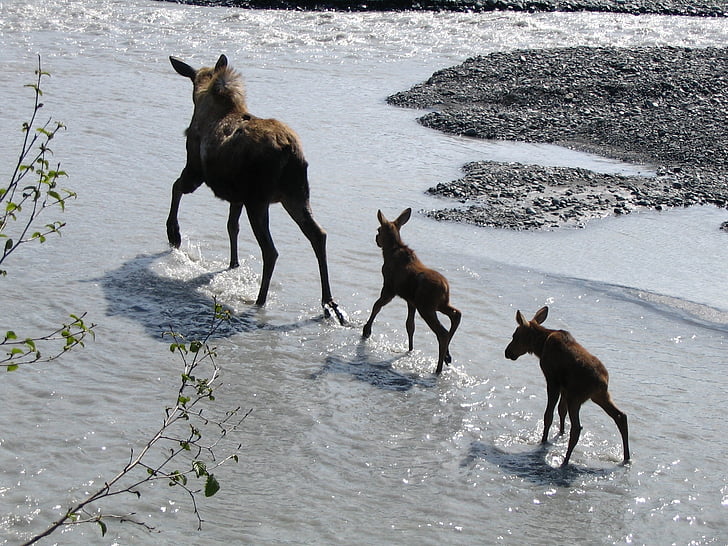 moose, cow, babies, water, wildlife, forest, park