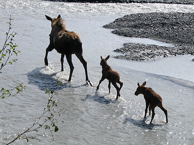 Moose, kráva, děti, voda, volně žijící zvířata, Les, parku