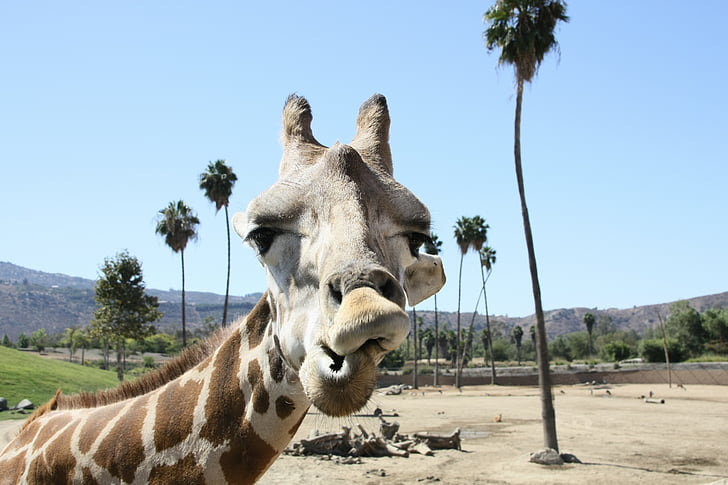 Giraffe, dierentuin, San diego