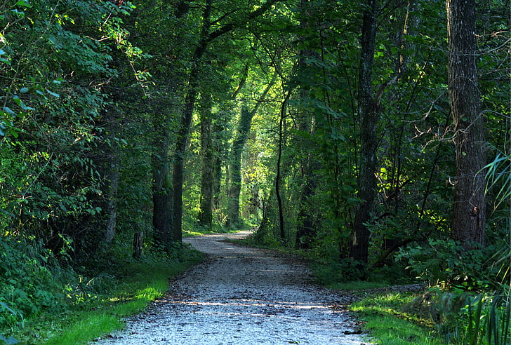 distància, camí del bosc, arbres, carril, natura, verd, Senderisme