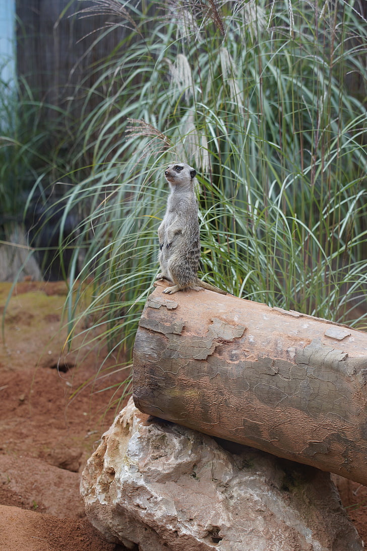 meerkat, supervisor, supervision, watch, guard, attention, vigilant