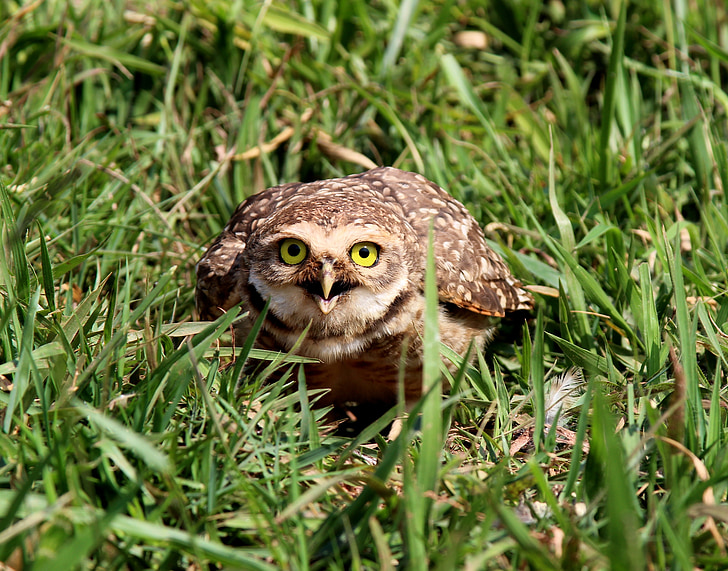 owl, burrowing owl, mad, looking, nest, bird of prey