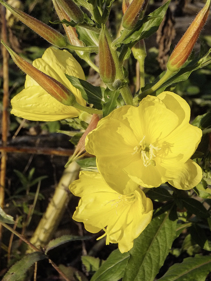 Oenothera, roosa kuningakepi, kollane lill, lilled, Oenothera biennis, sidruni, kuuluv taimeliik