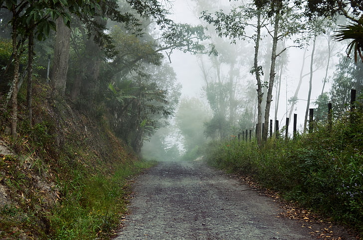 мъгливо, пътека, път, мъгла, пейзаж, гора, живописна