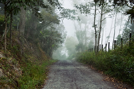 foggy, pathway, road, fog, landscape, forest, scenic