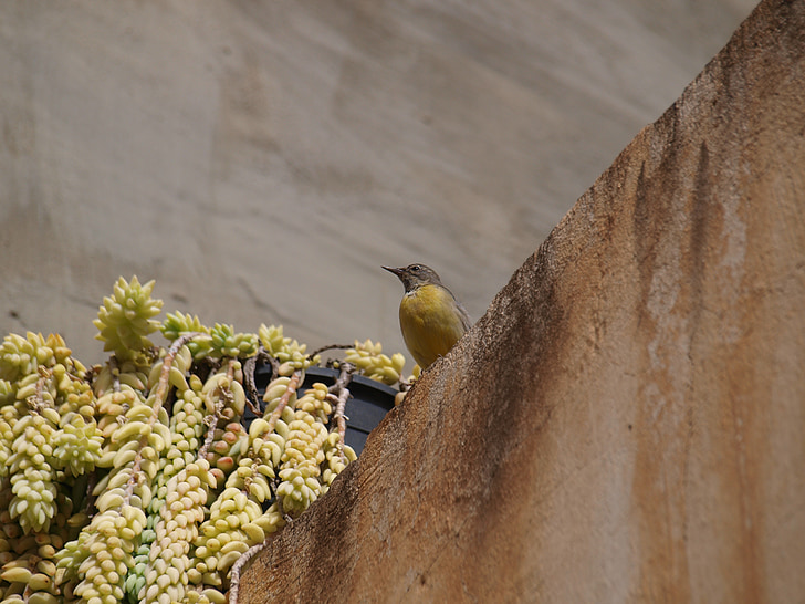 fågel, Yellow bird, gul, hus, Anläggningen, blomkruka
