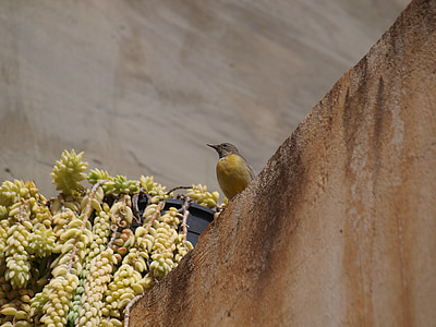 bird, yellow bird, yellow, house, plant, flowerpot