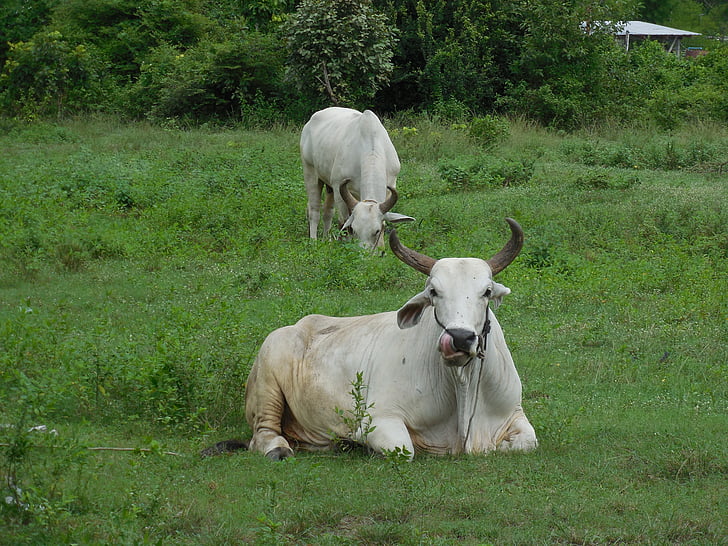 thailand, countryside, animal, nature, cow, cattle, fields