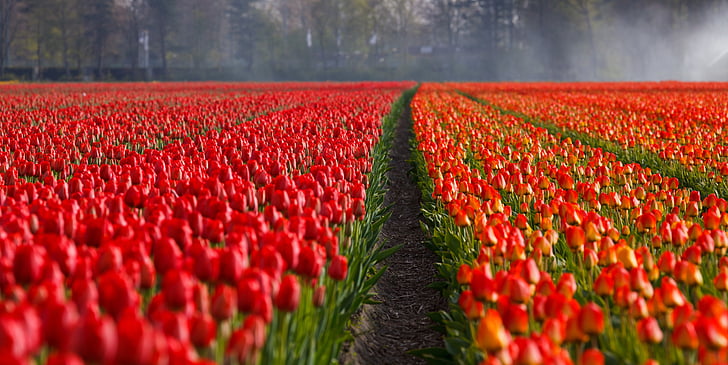 tulipes, Tulipa, camp, camps, taronja, vermell, fons