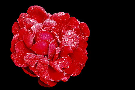 Róża, czerwona róża, kwiat, Bloom, Garden rose, kropla wody, retro