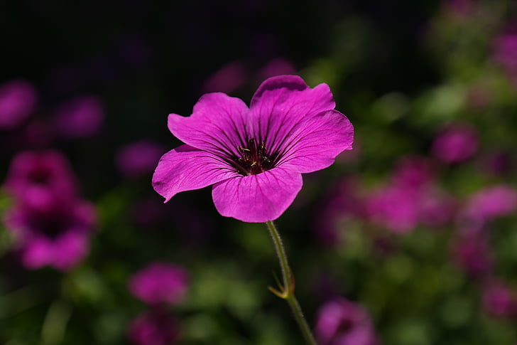 Geranio de los Pirineos, flor, floración, rosa, flor, planta, púrpura