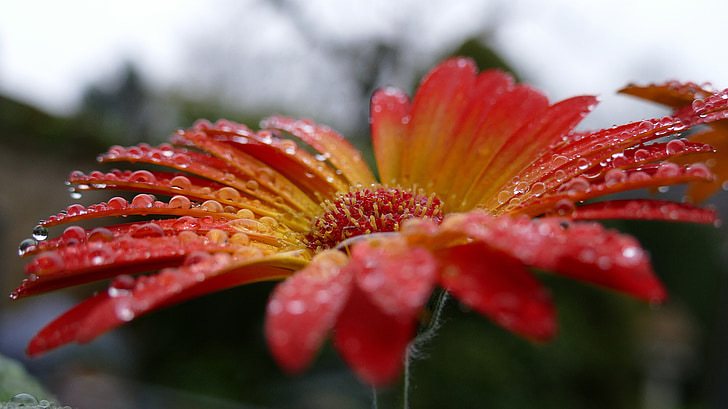 Gerbera, bunga, Blossom, mekar, menetes, titisan hujan, tetes air