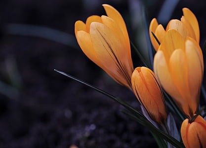 krokus, bloem, lente, voorjaar bloem, vroege bloomer, bühen, natuur