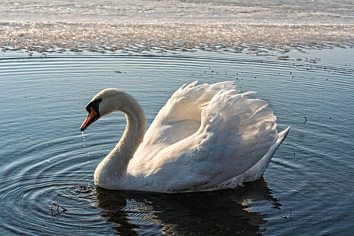 Swan, jazero, vody, ľad, jar, vták, Príroda