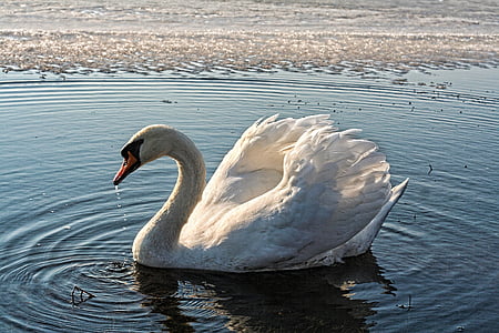 swan, lake, water, ice, spring, bird, nature