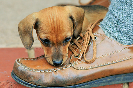 puppy, brown, shoe, leather, dog, pet, canine