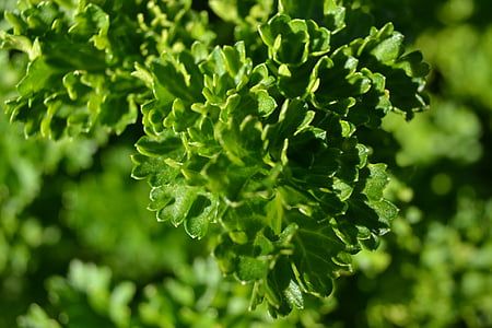 petržel, bylina, kudrnatá, Petroselinum crispum, zahrada, kulinářské, vaření