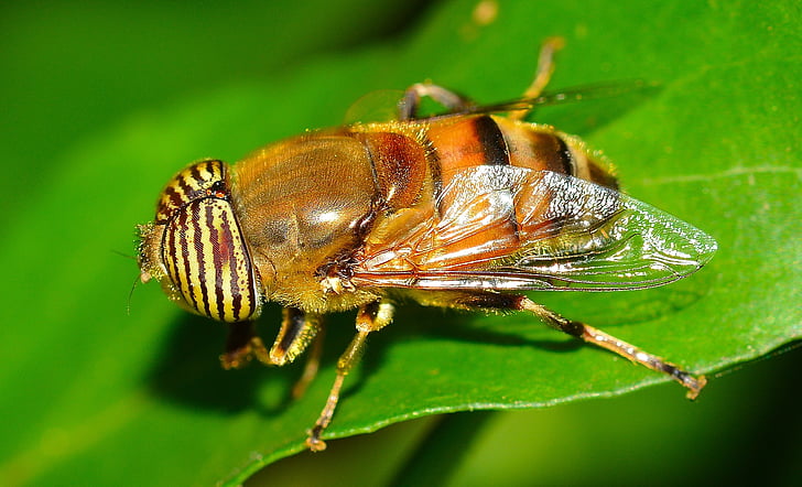 insectos, díptero, Eristalinus, insectos, naturaleza, Close-up, macro