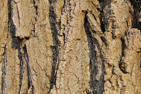 bark, tree, log, tribe, structure, nature, wood