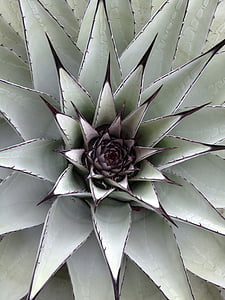 cactus, verd, suculentes, natura, planta, l'aire lliure, Espinosa