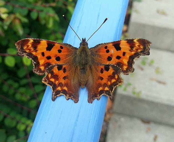 butterfly, close, animal, colorful, insect, summer, nature