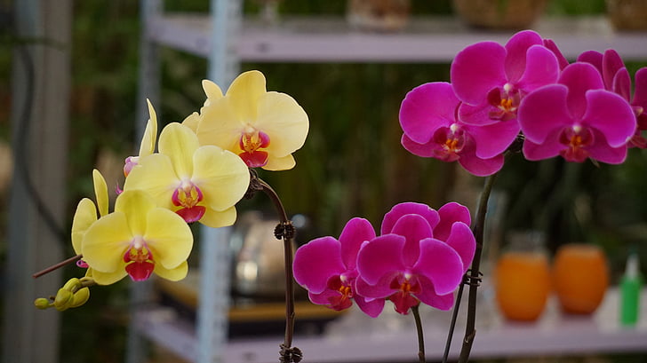 Phalaenopsis, color, groc porpra