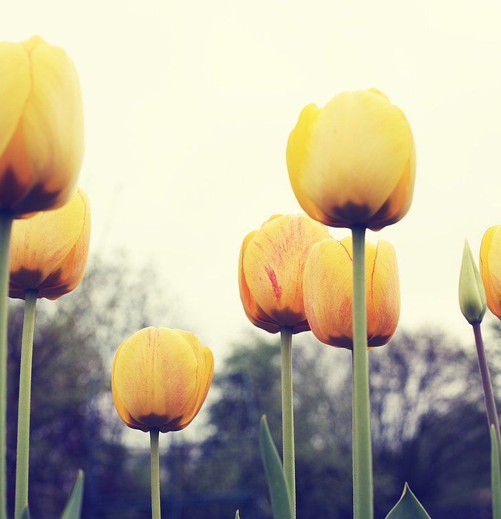 blomster, Tulipaner, gul, flora, dråbe vand, Trist, Bloom