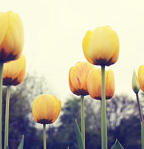 květiny, tulipány, žlutá, Flora, kapka vody, Smutné, Bloom