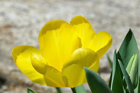 Tulipan, cvet, cvet, cvet, rumena, vrt, spomladi cvet