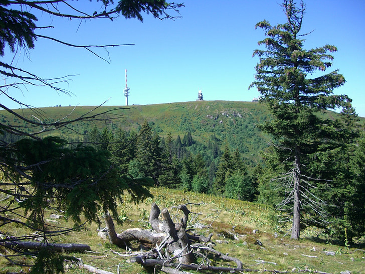 rhizom, spruce, granar, Feldberg, Sky, blå, Schwarzwald