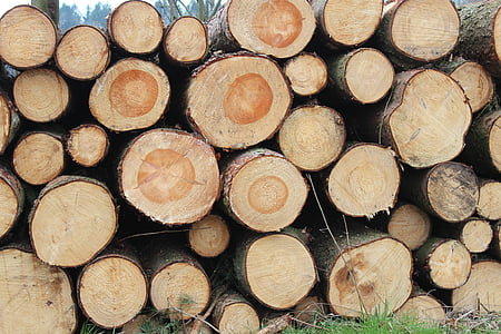 Holzstapel, come, anelli annuali, legno, sawed fuori, grano