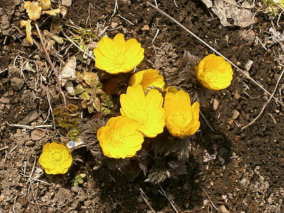 Amur-adonis, távol-keleti amur adonis, virágok, sárga, téli virágok