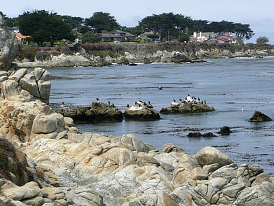 shoreline, california, usa, rocks, cormorants, bay, water