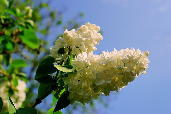 lilac, blossom, bloom, white, late spring, fragrance, beautiful