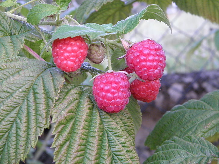 lamponi, frutti di bosco, Frisch, frutta, lampone, frutta, cibo