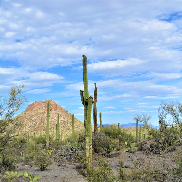 cactus, Arizona, Saguaro, paisaje, cielo