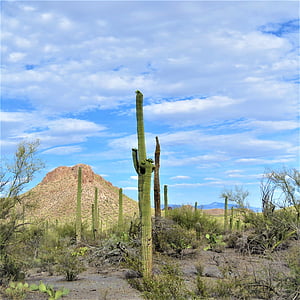Kaktus, Arizona, karnegia olbrzymia, krajobraz, niebo