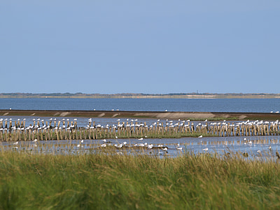 wadden sea, island view, ebb, gulls, north sea, coastal landscape, blue