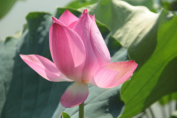 flor, Lotus, el Lotus leaf, primavera, natura, Lotus nenúfar, nenúfar