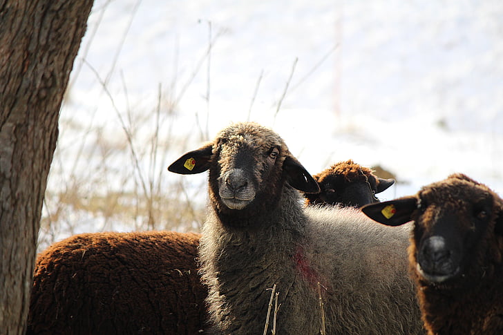 ovelhas, animais, cara de ovelha, ovelha negra