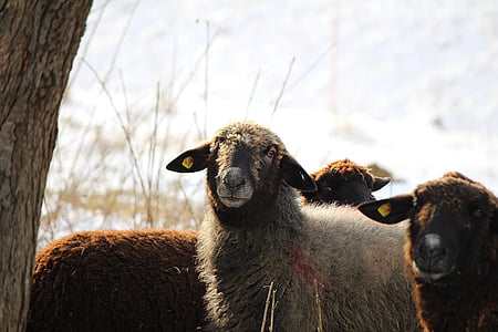 moutons, animaux, visage de moutons, mouton noir