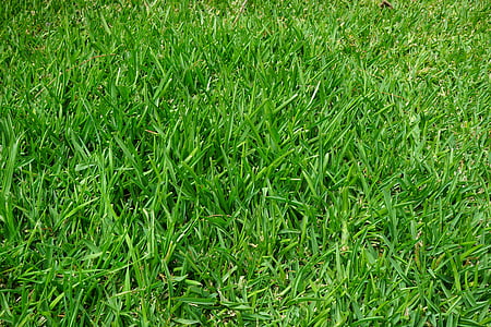 трева, Ръш, сочен, Грийн, стръкчета трева, halme, ливада