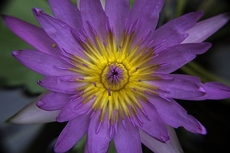 waterlily, Thiên nhiên, Hoa, màu tím, cánh hoa, Ao, Blossom