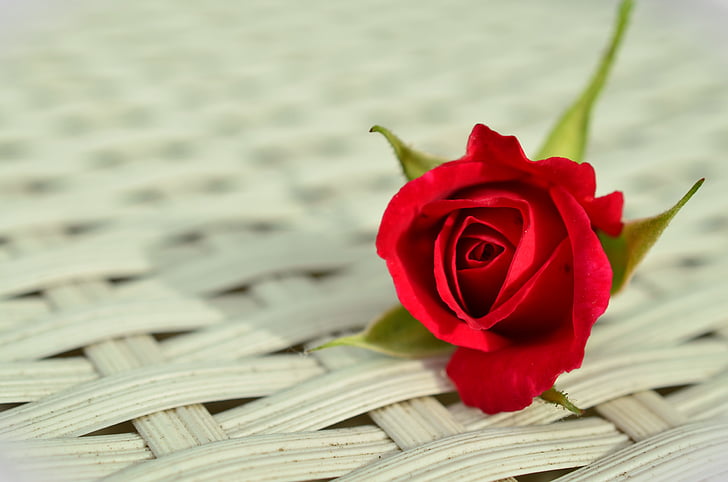 steeg, rode roos, romantische, Rose bloom, schoonheid, wit, sluiten