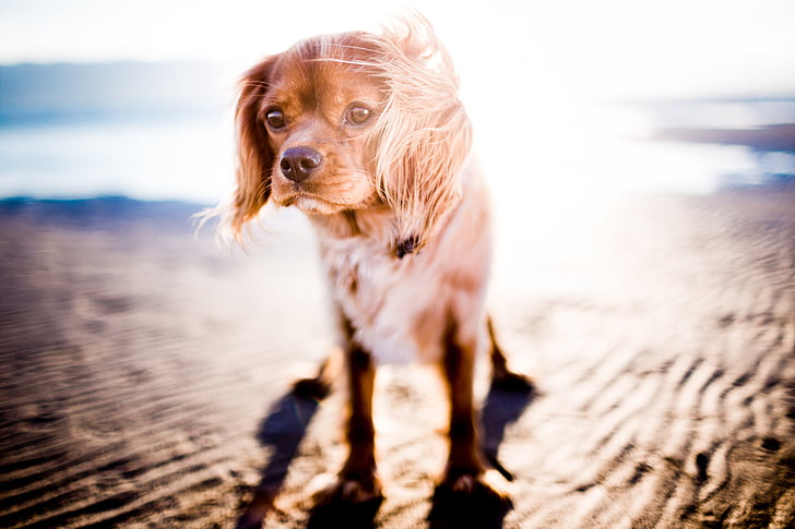 adorable, animal, animal photography, blur, canine, close-up, cute