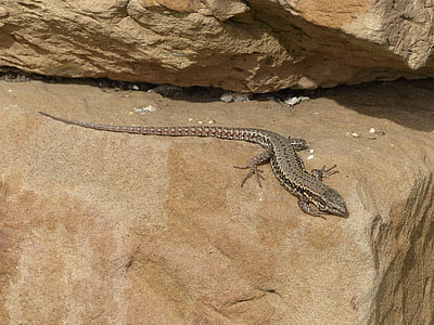lizard, animals, nature, reptile, rock, iguana