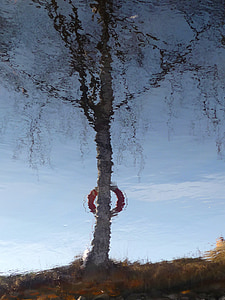 mirror image, water, birch, tree, buoy, reflection, spegelsjö