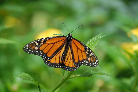 Bug, borboleta, inseto, macro, borboleta-monarca, planta, borboleta - inseto