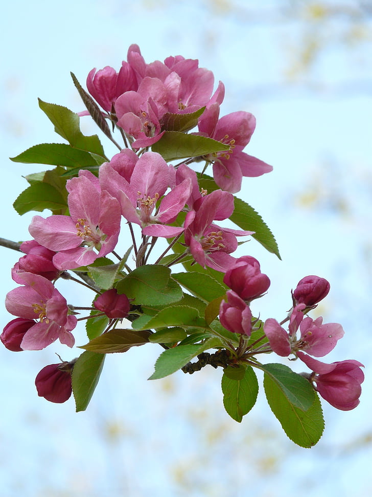 Peach tree, broskyňových kvetov, kvet, kvety, ružová, strom, jar